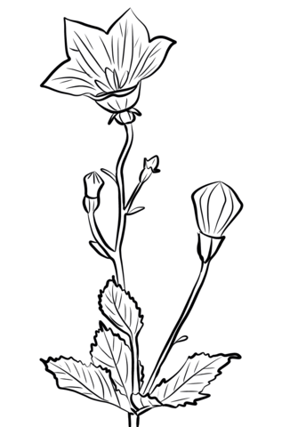 Chinese Bellflower (Platycodon Grandiflorus) Coloring Page